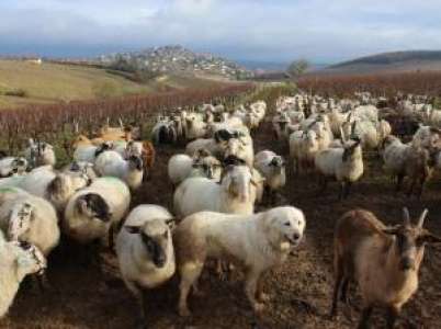 Sancerre		            Un troupeau de brebis et de chèvres nettoie les vignes du domaine Fouassier