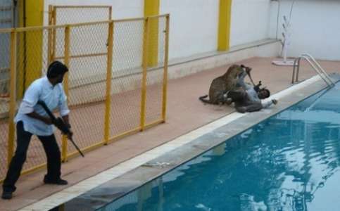 Inde: un léopard qui avait blessé cinq personnes s'échappe d'un zoo