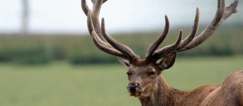 La folle cavale d'un cerf dans les rues de Rennes