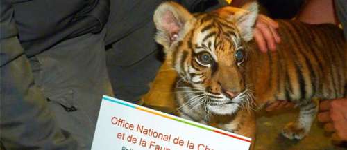 Seine-Saint-Denis : un bébé tigre retrouvé à Noisy-le-Sec