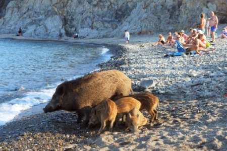 Une famille de sangliers à la plage