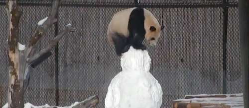 Panda géant : 1 - Bonhomme de neige : 0