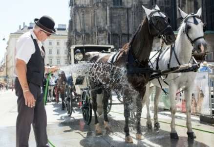 Premier "congé canicule" pour les chevaux de calèche viennois