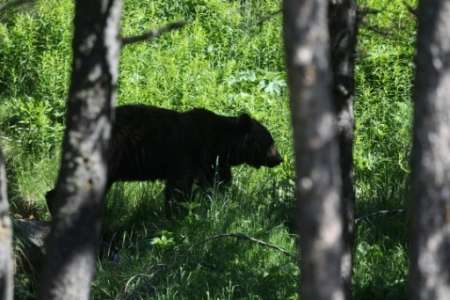 Pyrénées: un maire prend un arrêté interdisant "la divagation des ours"