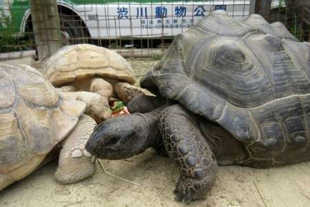 Japon: une tortue géante retrouvée à 140m du zoo après une escapade de deux semaines