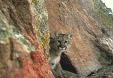 Canada: un animateur télé tue un puma et suscite la controverse