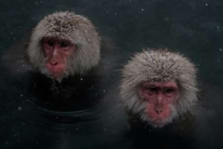Les singes aussi tirent des bienfaits des sources d'eau chaude (étude)