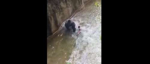 Un enfant chute dans l’enclos du gorille