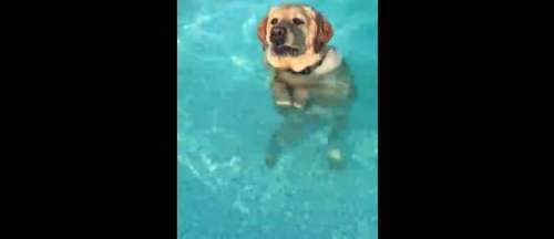 Un chien découvre qu’il a pied dans la piscine