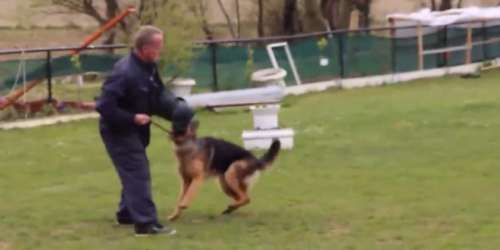 Un dresseur maltraite un chien