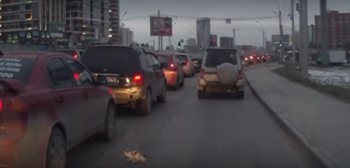 Un chaton sauvé de la décapitation d’extrême justesse !