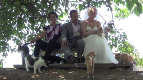 Ils se marient en compagnie de 1100 chats