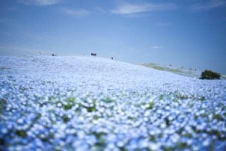 Perdez-vous dans le parc Hitachi, cet océan de fleurs où la quiétude n’a d’égale que la beauté