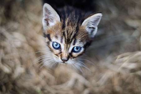 16 faits insolites sur les chats, ces adorables félins qui cachent encore bien des secrets