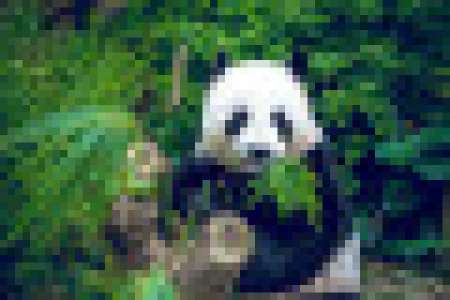 Excellente nouvelle ! Le panda géant n’est plus en danger d’extinction