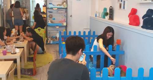 À Hong Kong, ce café propose de siroter une boisson tout en câlinant d’adorables lapins