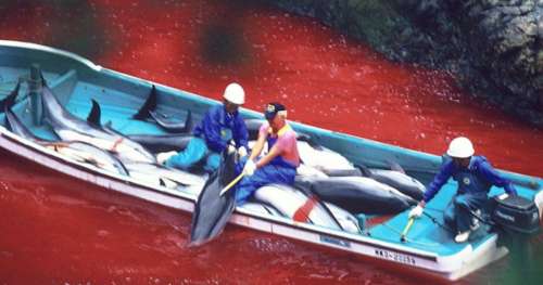 Le début du massacre : la chasse aux dauphins est ouverte au Japon et elle s’annonce sanglante