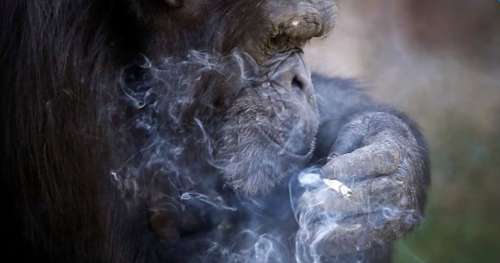 Honteux : un zoo nord-coréen a entraîné un chimpanzé à fumer un paquet de cigarettes par jour
