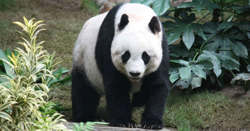 Triste nouvelle : le plus vieux panda géant du monde, en captivité, est mort à 38 ans