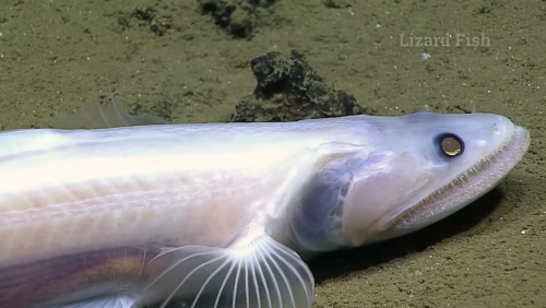 Des dizaines de nouvelles espèces animales ont été découvertes dans les eaux américaines