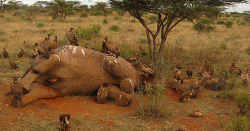 Une nouvelle étude alarmante le démontre : le braconnage des éléphants est en hausse