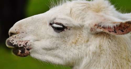 Voici comment les lamas pourraient aider dans la lutte contre la maladie d’Alzheimer