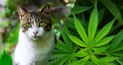 Aux États-Unis, de plus en plus d’animaux sont soignés grâce… au cannabis