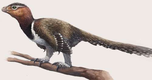 Une première : des scientifiques découvrent une queue de dinosaure à plumes parfaitement conservée