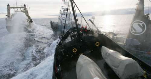 Sea Shepherd déclare la guerre aux chasseurs de baleines japonais en lançant l’opération Nemesis