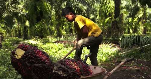 Édifiant : cette vidéo d’Amnesty International lève le voile sur le travail des enfants