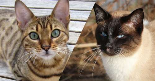 QUIZ : Reconnaîtrez-vous ces races de chats à partir de simples photos ?