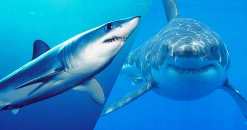 QUIZ : Reconnaîtrez-vous ces espèces de requins à partir d’une photo ?