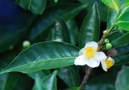 Thé vert, thé noir, thé blanc… Tous proviennent d’une seule et même espèce d’arbuste