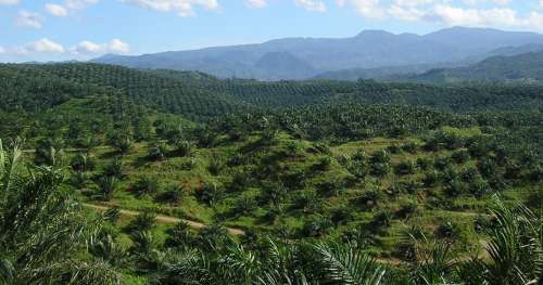 Le Parlement européen s’intéresse enfin aux ravages de la production d’huile de palme