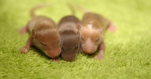 Incroyable : des souris ont pu donner naissance à des bébés grâce à des ovaires imprimés en 3D