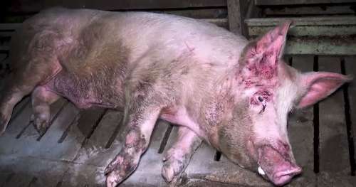 L214 dévoile des images atroces des conditions de vie des cochons dans un abattoir français
