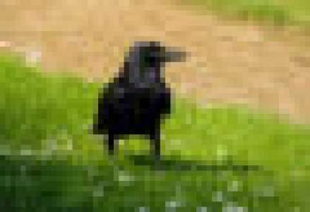 Les corbeaux sont dotés d’une intelligence si remarquable qu’ils se jouent des scientifiques