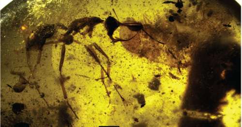 Piégée dans l’ambre, cette fourmi terrifiante possède une corne en métal sur la tête