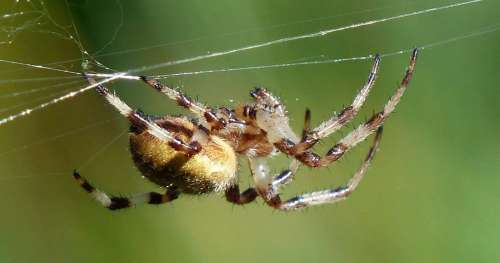 Des chercheurs ont fait boire du graphène à des araignées pour créer un matériau extraordinaire