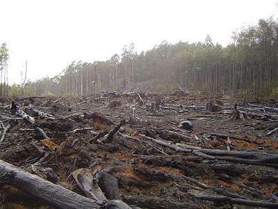 Asphyxiées par les activités humaines, les forêts n’absorbent plus assez de CO2 !