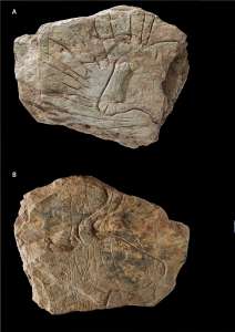 Incroyable découverte préhistorique à Plougastel-Daoulas