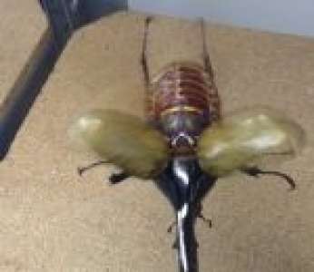 Il tient par la corne un Dynaste Hercule, le plus gros scarabée au monde