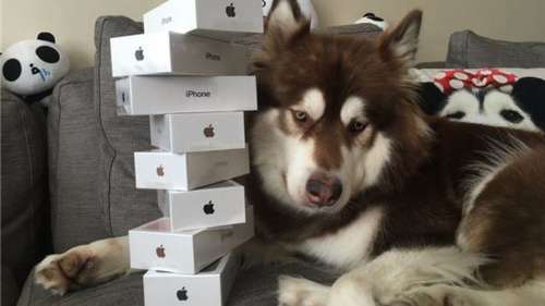 Il achète huit iPhone 7 à son chien!