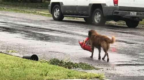 Un chien brave l’ouragan Harvey et devient une célébrité