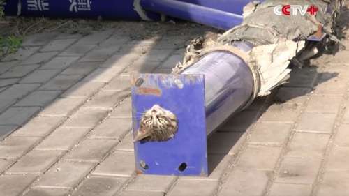 Pris dans un tuyau, un chat est sauvé par les pompiers