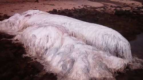 Un étrange monstre marin poilu retrouvé sur une plage
