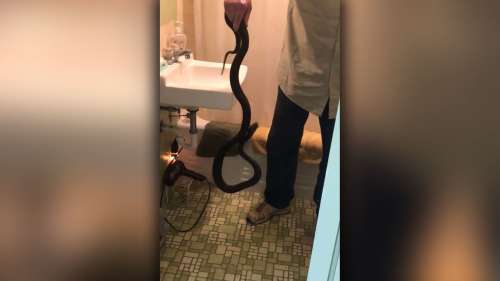Il aide son voisin en extirpant un énorme serpent de sa toilette