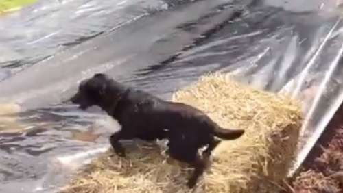 Un chien s'aventure sur une glissade d'eau et le regrette immédiatement