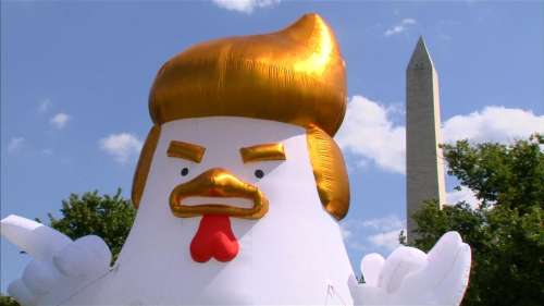 Un coq géant avec la coiffure de Trump devant la Maison-Blanche