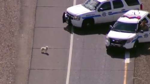 Deux chiens courent et évitent les voitures sur l'autoroute!